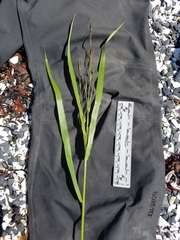 Bromus sitchensis