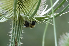Bombus appositus