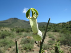Ceropegia ampliata