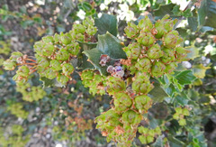 Ceanothus purpureus