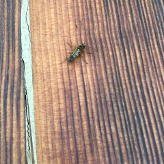 Etorofus obliteratus