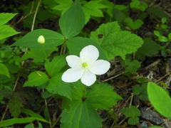 Anemonastrum deltoideum