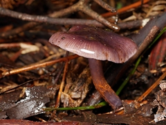 Thaxterogaster submagellanicus