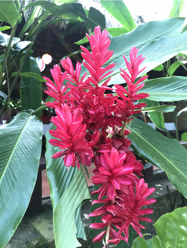Zingiberaceae image