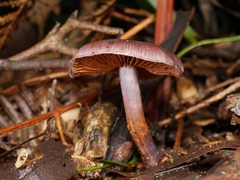Thaxterogaster submagellanicus