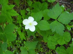 Anemonastrum deltoideum