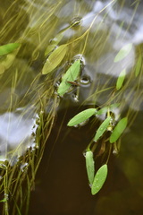 Potamogeton epihydrus