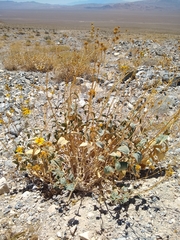 Bahiopsis reticulata