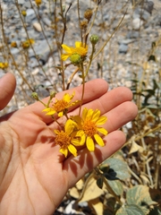 Bahiopsis reticulata