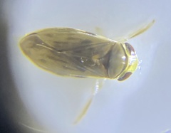 Micronectidae