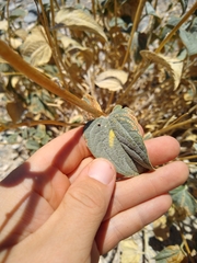 Bahiopsis reticulata