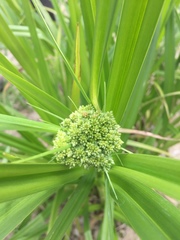 Scirpus georgianus