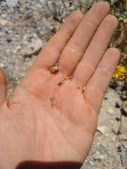 Bahiopsis reticulata