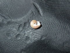 Cantharidella picturata