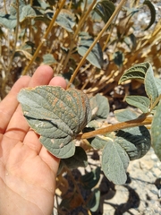 Bahiopsis reticulata