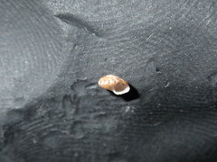 Cantharidella picturata