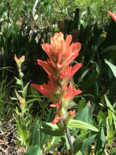 Castilleja gracillima (Castilleja gracillima)