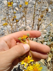 Bahiopsis reticulata