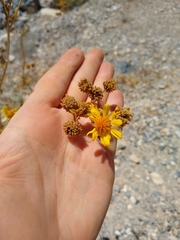 Bahiopsis reticulata