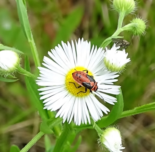 Small milkweed bug