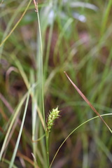 Carex bullata