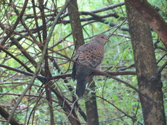 Streptopelia orientalis