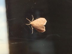 Glaphyria sesquistrialis