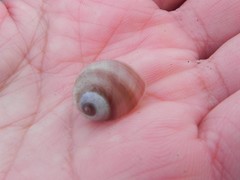 Cryptonatica aleutica