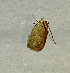 Martyringa latipennis