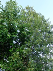 Cerasus