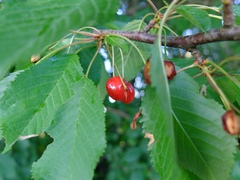 Cerasus