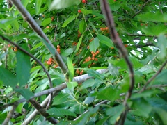 Cerasus