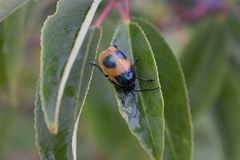 Monocesta ducalis