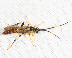Cratichneumon paratus