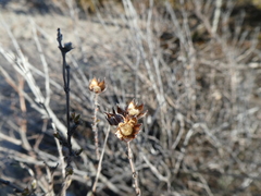 Dasiphora fruticosa
