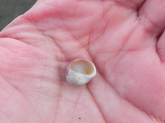 Cryptonatica aleutica