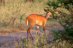Tragelaphus scriptus bor