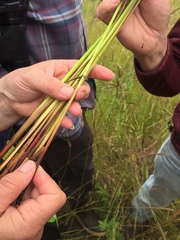 Juncus effusus solutus