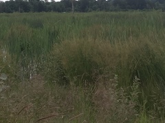 Juncus effusus solutus