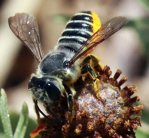Megachile policaris photo 3