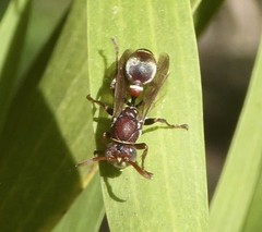 Ropalidia plebeiana