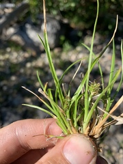 Carex viridula viridula