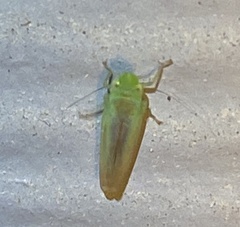 Neocoelidia tuberculata