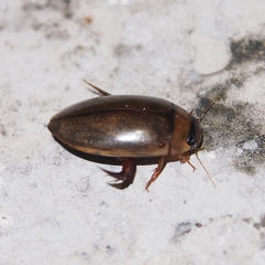 Hydaticus rhantoides