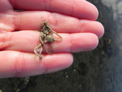 Amphiodia occidentalis