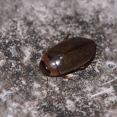 Hydaticus rhantoides