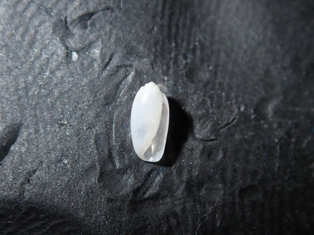 Acteocina apicina