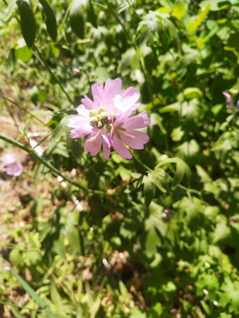 giant checkerbloom