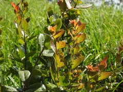 Xylosma spiculifera