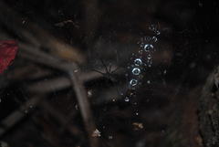 Corasoides australis